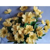 Cosmos, žlutá, Barva žlutá  X063