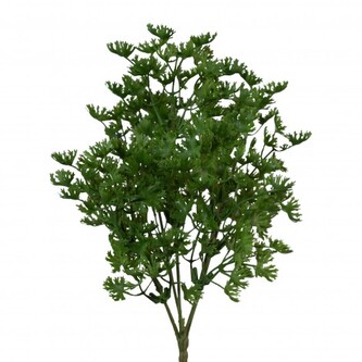 Petržel  3018019-00