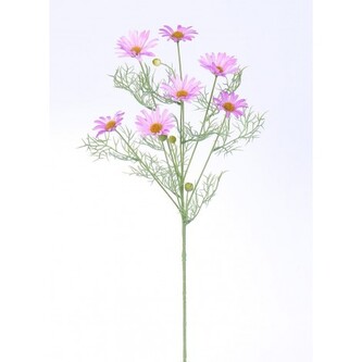 Kopretina sv. fialová  100-0123