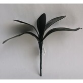 Listy orchideje, super cena  G020