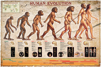 Plakát, Obraz - Human Evolution, 91.5 × 61 cm