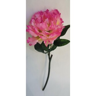 Pivoňka beauty  100-0090/BTY