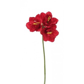 Amarylis tm.. červený  510-0042