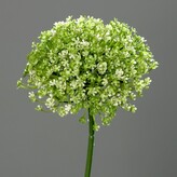 Česnek květ, Allium  43322-34