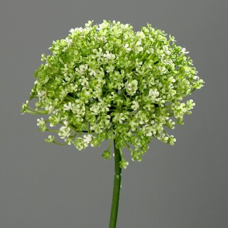 Česnek květ, Allium  43322-34