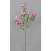 Cosmos - Krásenka  100-0114/LAV