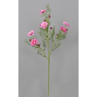 Cosmos - Krásenka  100-0114/LAV