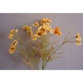 Kopretina žlutá  100-0030/ŽL