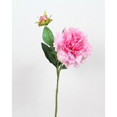 Pivoňka růžová  100-0127