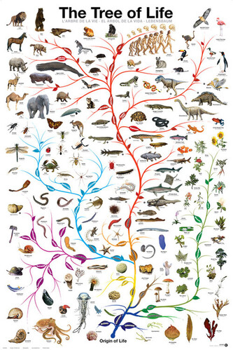 Plakát, Obraz - Evolution - The Tree of Life, 61 × 91.5 cm