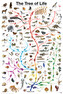 Plakát, Obraz - Evolution - The Tree of Life, 61 × 91.5 cm