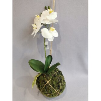 Orchidej kokedam  1117017-40