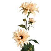 Jiřina sv. broskvová  29-6309/sv.br.