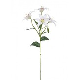 Lilie bílá, 60 cm  100-0163/CR
