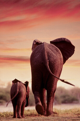 Plakát, Obraz - Elephant Walking with Calf, 61 × 91.5 cm