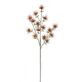 Bodlák - štetkovec  100-0133