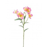 Alstromeria  100-0160/PK