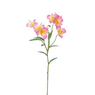 Alstromeria  100-0160/PK