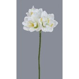 Amarylis krém  510-0043