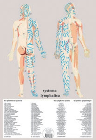 Systema Lymphatica