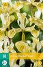 Karta - Kosatec - Iris Katharines Gold (10 cibulí) "C"