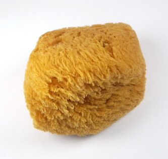 165 MAGNUM Mycí mořská houba z Karibiku cca. 14 - 16 cm