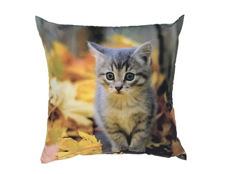 Dadka Fotopolštářek Kotě s listím 40x40 cm