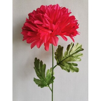 Chryzantéma velká  K153/K023/ BEAUTY