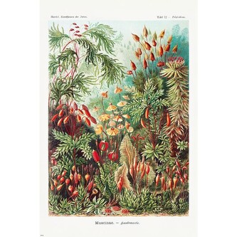 Plakát, Obraz - Ernst Haeckel - Laubmoose, 61 × 91.5 cm