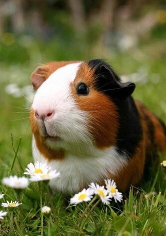 Pohlednice 3D - Morče Pohlednice 3D - Morče