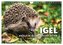 Igel - Niedliche kleine Stachelritter (Wandkalender 2025 DIN A4 quer), CALVENDO Monatskalender