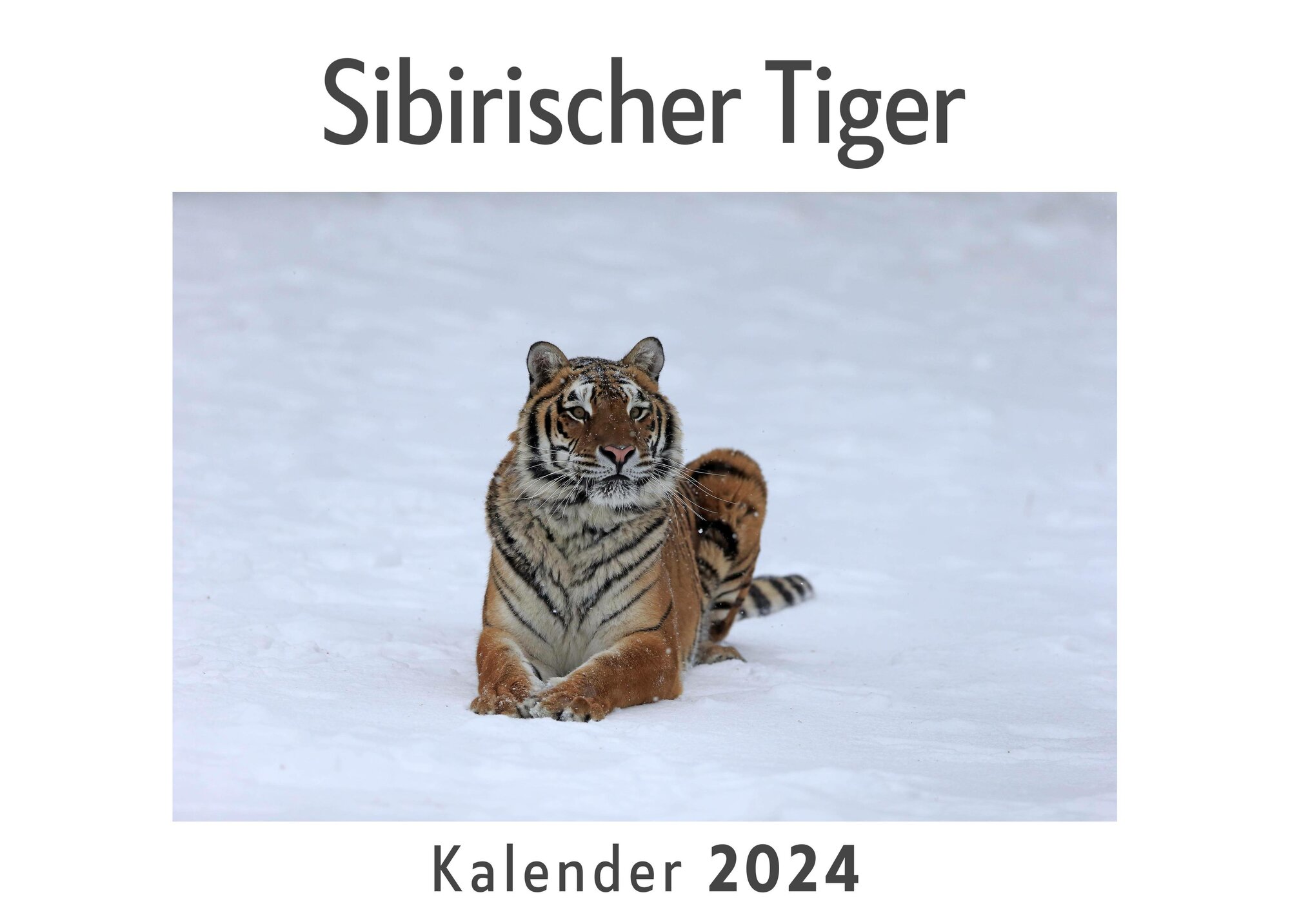 Sibirischer Tiger (Wandkalender 2024, Kalender DIN A4 quer