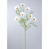 Kopretina bílá  100-0122 CR