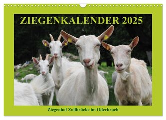 Ziegenkalender 2025 (Wandkalender 2025 DIN A3 quer), CALVENDO Monatskalender