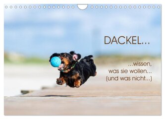 DACKEL... wissen was sie wollen... (und was nicht...) (Wandkalender 2025 DIN A4 quer), CALVENDO Monatskalender