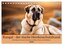Kangal - der starke Herdenschutzhund (Tischkalender 2025 DIN A5 quer), CALVENDO Monatskalender