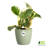 Obal Brussels Classic - sorbet green 7 cm