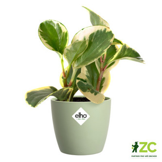 Obal Brussels Classic - sorbet green 7 cm