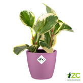 Obal Brussels Classic - vivid violet 7 cm