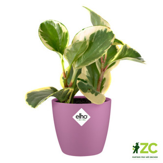 Obal Brussels Classic - vivid violet 7 cm