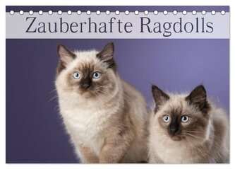 Zauberhafte Ragdolls / Geburtstagskalender (Tischkalender 2025 DIN A5 quer), CALVENDO Monatskalender