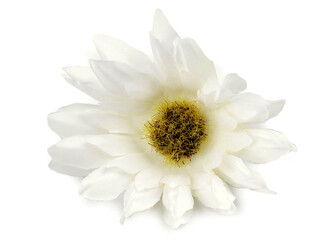 Umělý květ gerbera Ø6,5 cm - 10 ks - 1 krémová nejsvět.