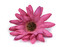 Umělý květ gerbera Ø6,5 cm - 10 ks - 3 fialovorůžová