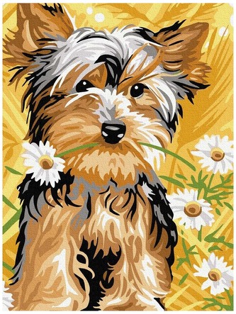 Numermoalowanie Classic 30x40  Jork w rumiankach, iPicasso