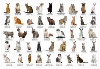 Podkład na biurko koty, Derform