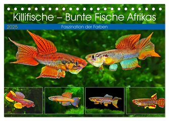 Killifische ¿ Bunte Fische Afrikas (Tischkalender 2025 DIN A5 quer), CALVENDO Monatskalender