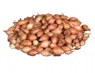 Cibule sazečka HERCULES 10kg 8-16mm