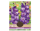 Gladiola velkokvětá HALLOWAY 6ks