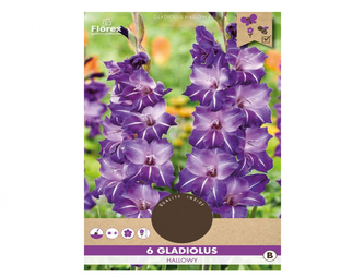 Gladiola velkokvětá HALLOWAY 6ks