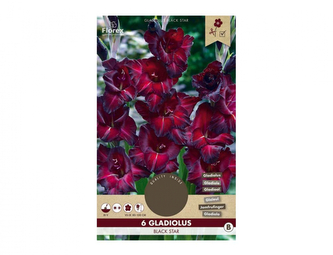 Gladiola velkokvětá BLACK STAR 6ks